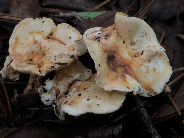 Polyporus sp (Albatrellus subrubescens)